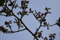 Spatholobus parviflorus